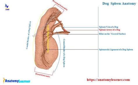 Dog Spleen Anatomy - Location, Normal Size, and Shape with Diagram ...