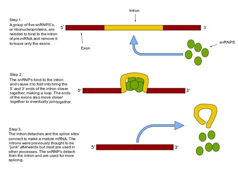 RNA 접합 Rna Splicing : 최신 백과사전, 뉴스, 리뷰 및 연구