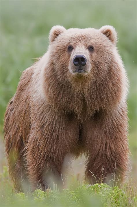 File:2010-brown-bear.jpg - Wikimedia Commons