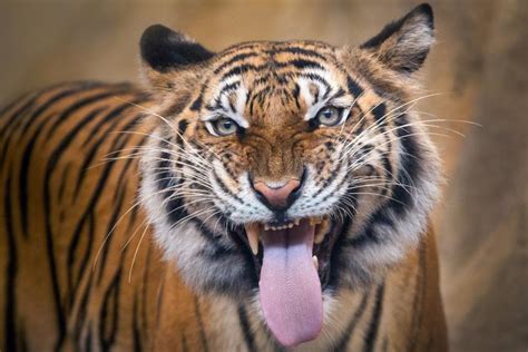 Tourist survives tiger attack by climbing tree