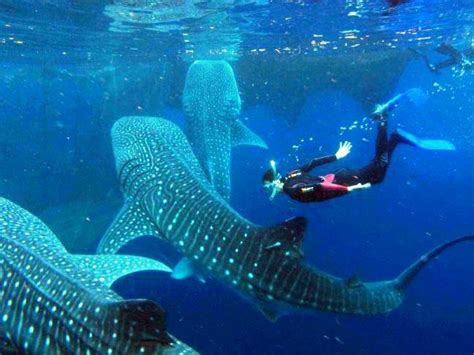 Convive con el Tiburón Ballena en Holbox - Nirik