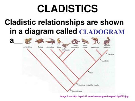 PPT - CLADISTICS PowerPoint Presentation, free download - ID:3316328