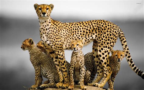 Cheetah family wallpaper - Animal wallpapers - #31475