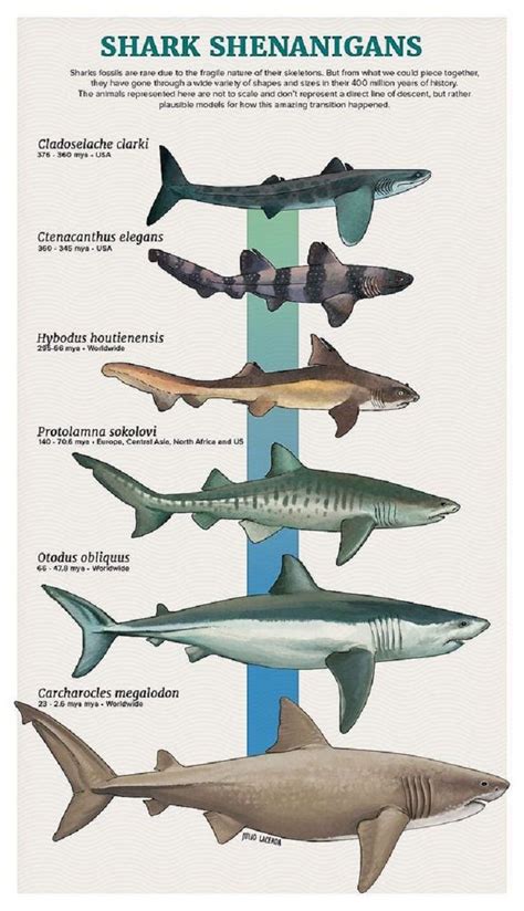 Tiburones | Prehistoric animals dinosaurs, Extinct animals, Ancient animals