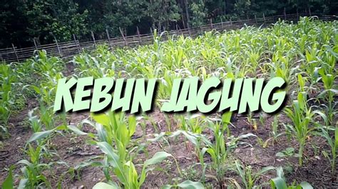 Kebun jagung manis - YouTube