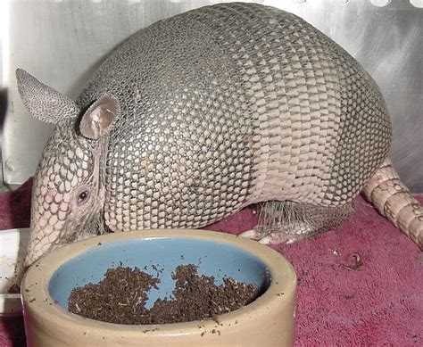 Armadillo - Operation Wildlife