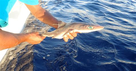 New shark species discovered honors shark pioneer Eugenie Clark