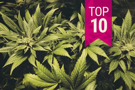 Top 10 Cannabis Indica Strains Of 2020 - RQS Blog