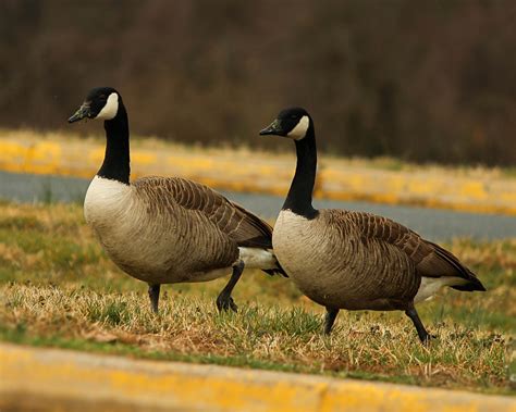 Canada Geese Goose Branta - Free photo on Pixabay