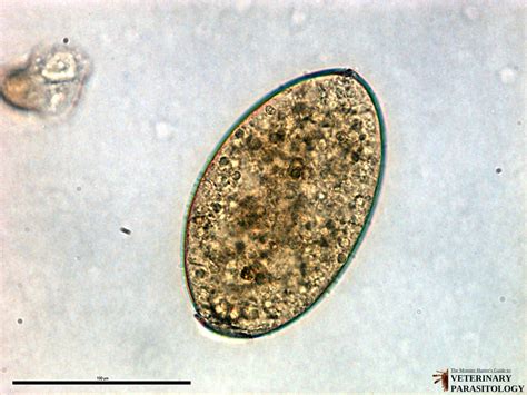 Fasciola Hepatica Egg