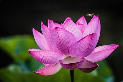 Closeup photography of pink lotus flower HD wallpaper | Wallpaper Flare