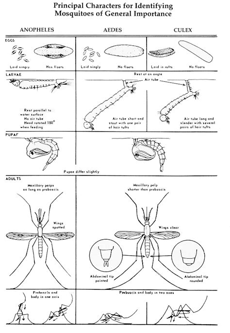 General Mosquito Biology: Rutgers Center for Vector Biology