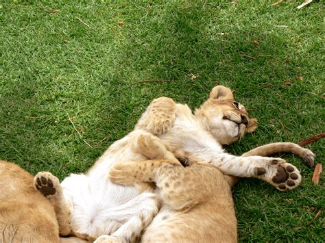 Lion Cubs Playing Free Stock Photo - Public Domain Pictures