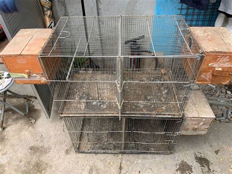 Double cages and nest box for African Lovebirds, Pet Supplies, Homes ...