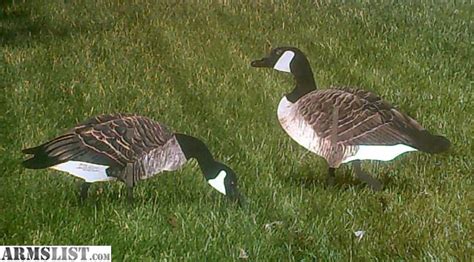 ARMSLIST - For Sale: Canada Goose Real-Geese Silhouette Decoys