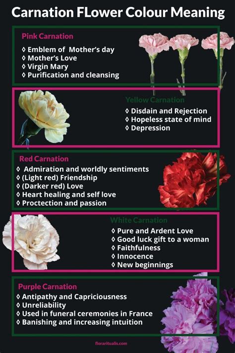 Carnation flower color meaning | Carnation flower meaning, Flower ...