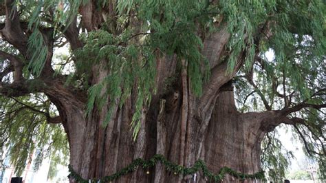 Arbol del Tule (Tule Tree) in Oaxaca