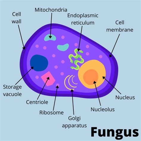 Fungi Structure Diagram