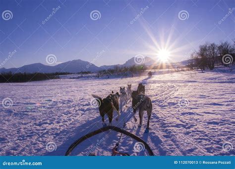 Dog Sleigh Ride in the Arctic Stock Image - Image of dawn, light: 112070013