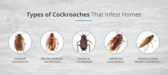 8 Crucial Difference between German and American Cockroaches | Animal ...