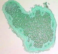 Domains (Eukarya) - Kingdoms Project | Biology