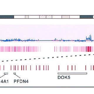 High-density SNP arrays for copy number analysis. (A) A SNP ...