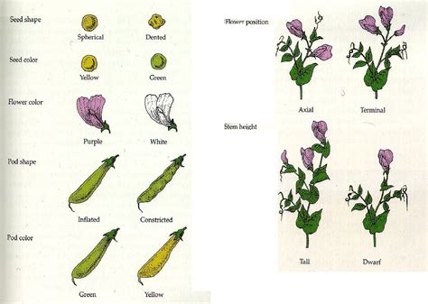 Why Did Mendel Study Pea Plants Summary