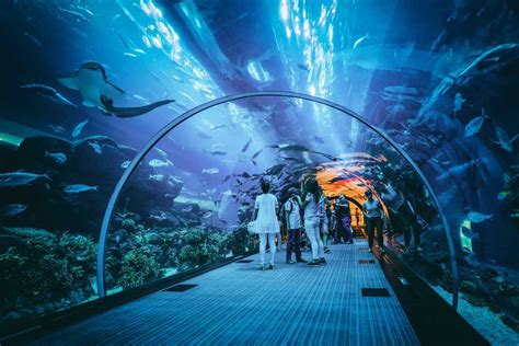 Dubai Aquarium & Underwater Zoo | Ticket Prices, Timings & More