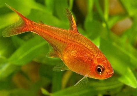 Ember Tetra: Size, Care, Lifespan, Tank Mates | MeeThePet