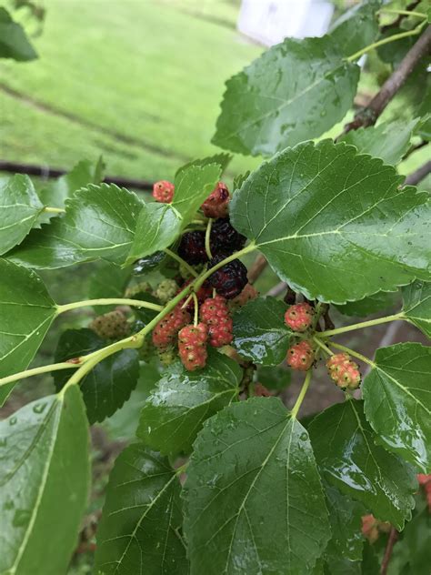 I have a tree in my backyard that's before my time, and a dog that ...