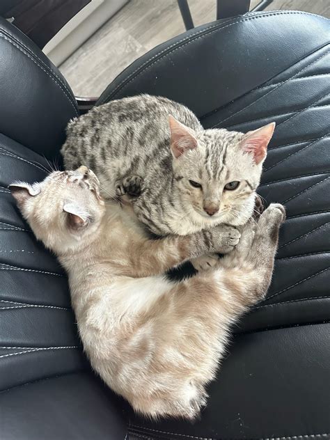 My bengal and lynx kittens cuddling : r/bengalcats