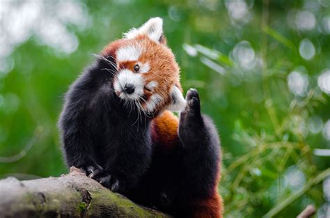 Cute Red Panda - Ailurus fulgens in a tree image - Free stock photo ...