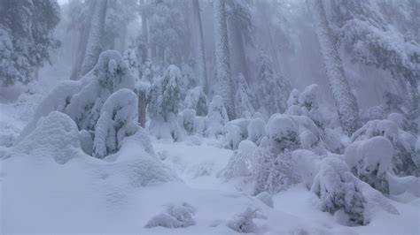 Wallpaper : landscape, forest, sky, snow, ice, frost, Arctic, Freezing ...