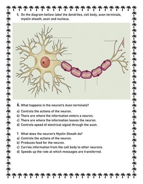 Types of Neurons worksheet | Neurons, Types of neurons, Basic anatomy ...