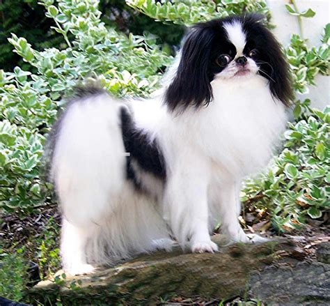 Japanese Chin Dog Breed » Information, Pictures, & More