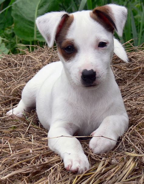 File:Jack Russell Puppy Eddi.JPG