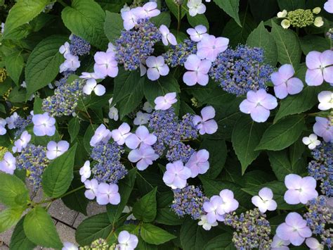 Blue lacecap hydrangea... | Lace cap hydrangea, Lacecap, Plants