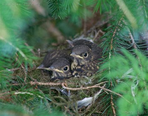 Hermit Thrush Nest – Sitka Nature