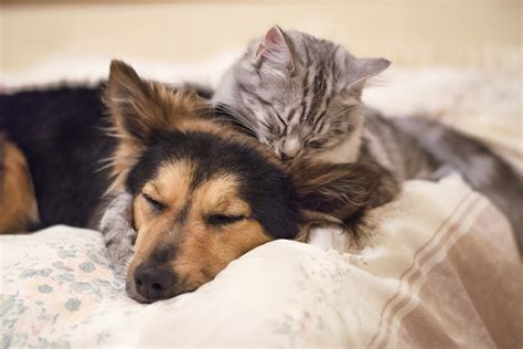 Helping Pets Deal with Post COVID-19 Changes in Daily Routines | Blog ...