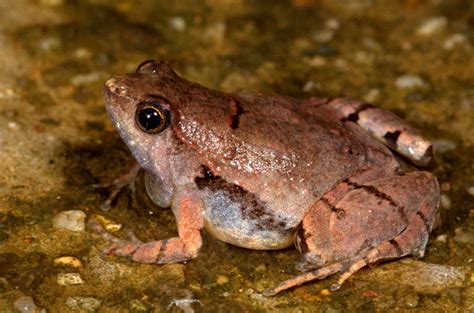 Species New to Science: [Herpetology • 2016] Microhyla laterite • A New ...