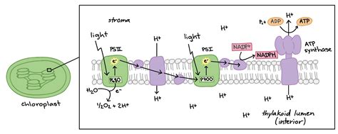 🎉 Photosynthesis paragraph. An Excellent Essay Example On ...