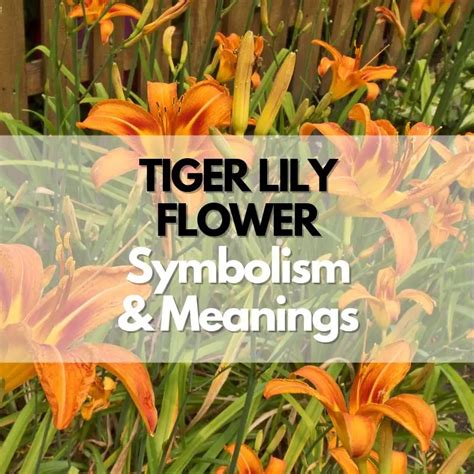 Blue Tiger Lily Flower Meaning | Best Flower Site