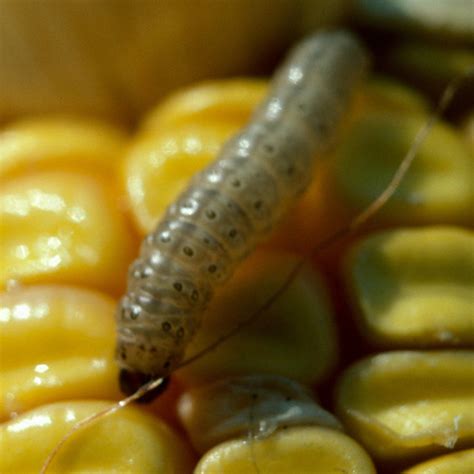 European corn borer in Potatoes | Syngenta Canada