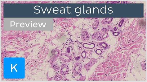 Sweat Gland Histology