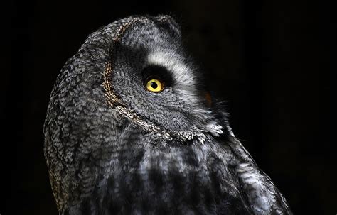 Golden Eye | A great grey owl, an owl of the North. They hav… | Flickr