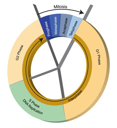 Cell Cycle