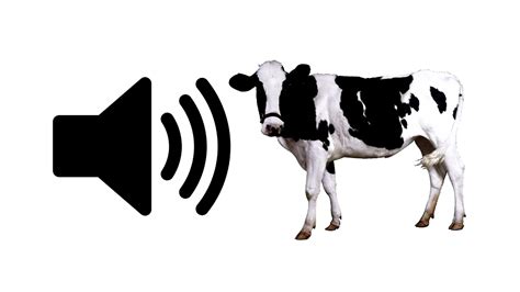 Cow Moo - Sound Effect | ProSounds - YouTube