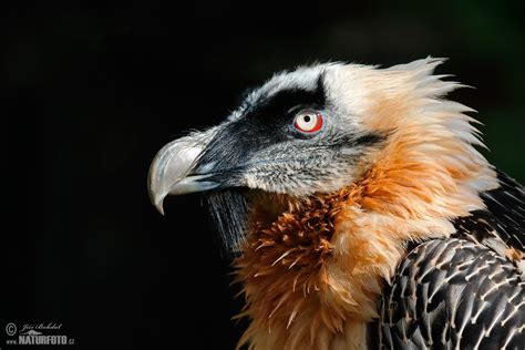 Bearded Vulture Photos, Bearded Vulture Images, Nature Wildlife ...