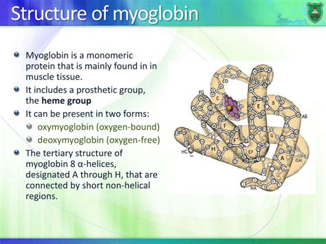 PPT - Globular proteins Myoglobin and hemoglobin PowerPoint ...