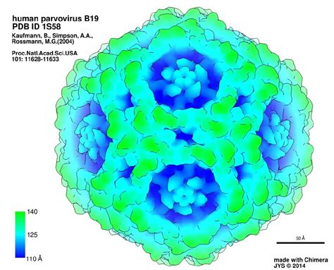 Human parvovirus b19 - Virusworld Images